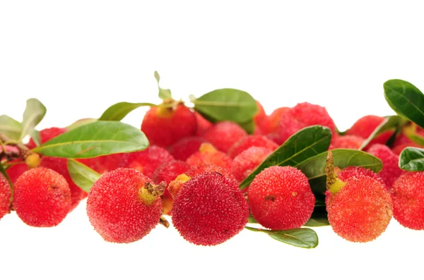 Arbutus — Stock Photo, Image