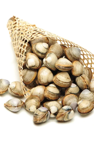 Vongole — Foto Stock