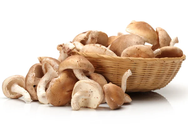 Shiitake-Pilz — Stockfoto