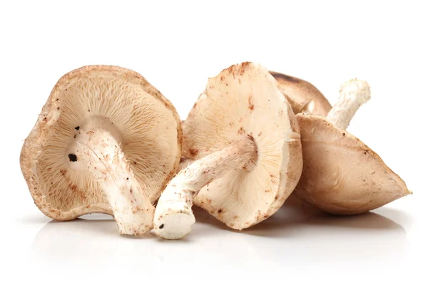 Cogumelo shiitake — Fotografia de Stock