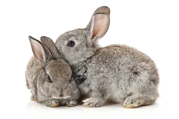 白い背景に灰色のウサギ — ストック写真
