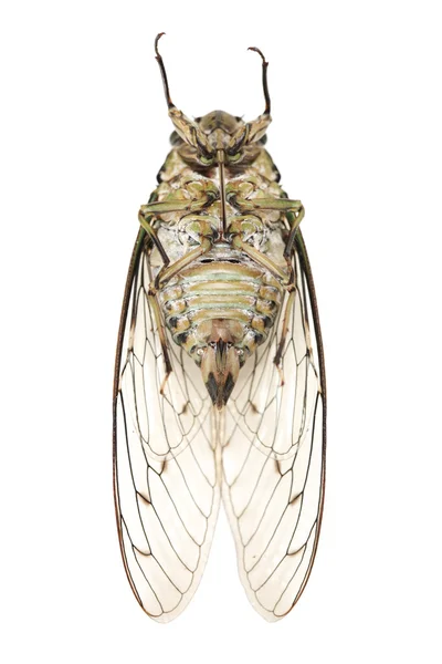 Cicada insect — Stock Photo, Image