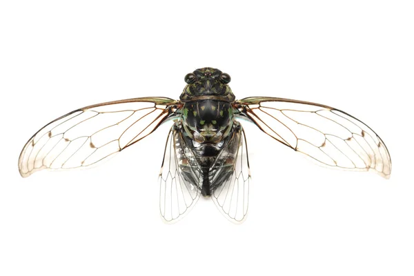 Cicada insect — Stock Photo, Image