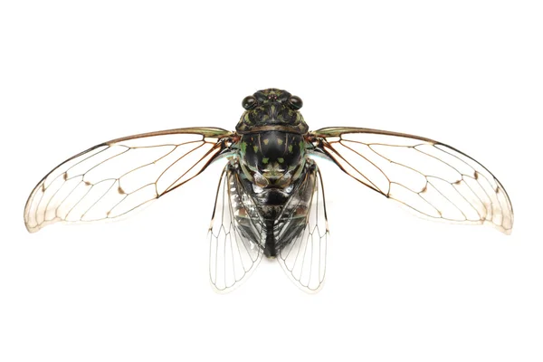 Cicada insecto — Foto de Stock