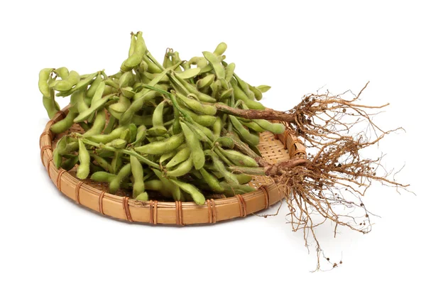Green soy bean — Stock Photo, Image