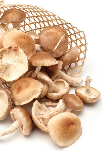 Шиитакский гриб — стоковое фото