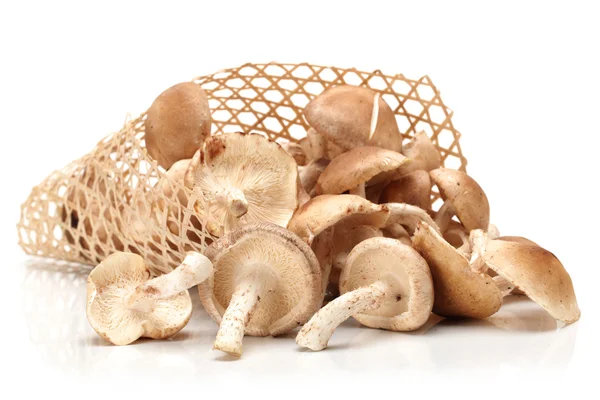 Shiitake mushroom — Stock Photo, Image