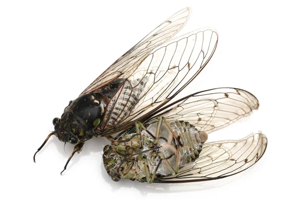 Cicada-hyönteinen — kuvapankkivalokuva