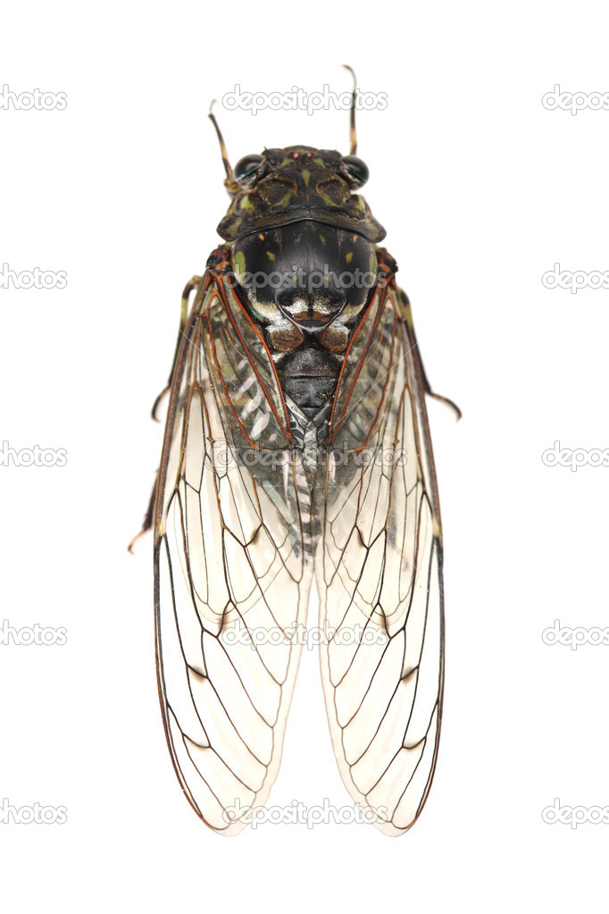 Cicada insect