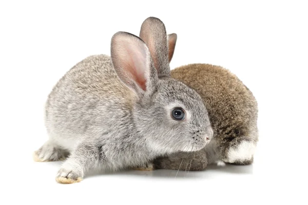Beyaz arka planda gri tavşan — Stok fotoğraf