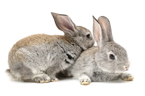 Conejo gris sobre fondo blanco — Foto de Stock