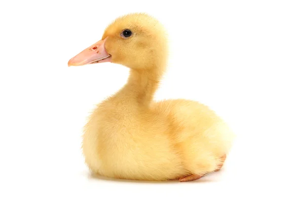 Duckling — Stock Photo, Image