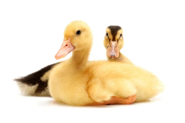 Ducklings — Stock Photo, Image