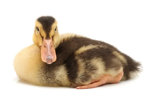 Duckling — Stock Photo, Image