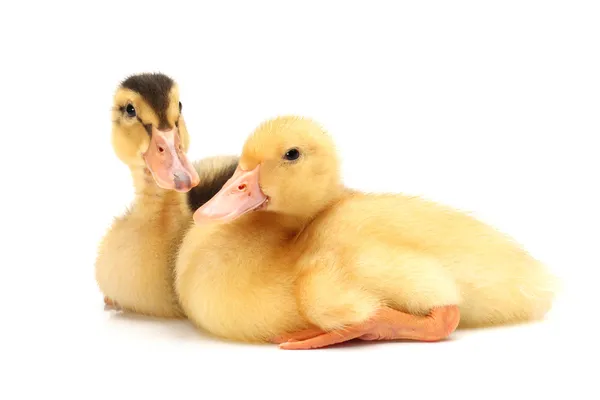 Ducklings — Stock Photo, Image