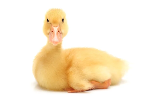 Duckling — Stock Photo, Image