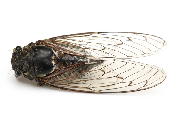 Cicada-hyönteinen — kuvapankkivalokuva