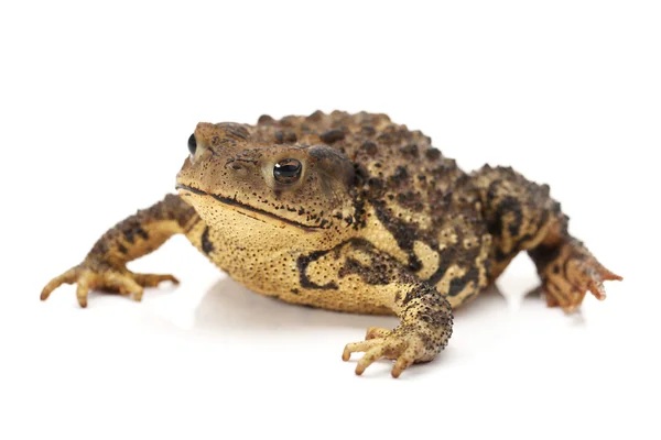 Stierfrosch, rana catesbeiana, vor weißem Hintergrund, Studioaufnahme — Stockfoto