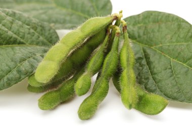 Soybean clipart