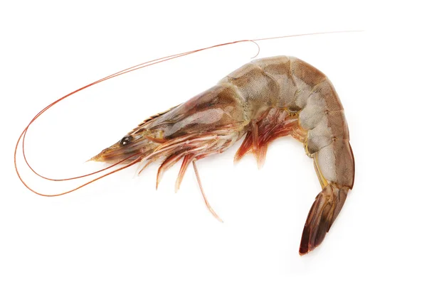 Raw shrimp — Stock Photo, Image