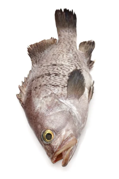 Fresh Grouper — Stock Photo, Image