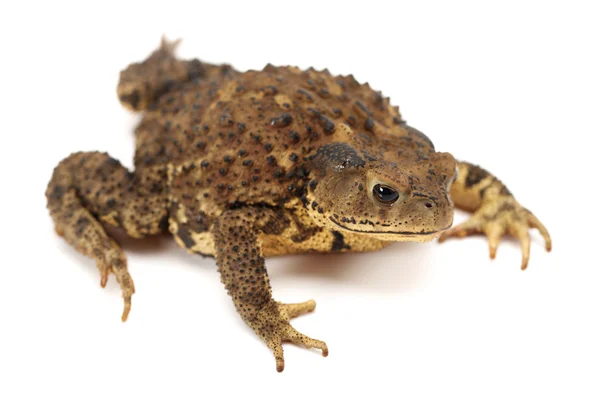 Bullfrog, Rana catesbeiana, contra fundo branco, tiro de estúdio — Fotografia de Stock