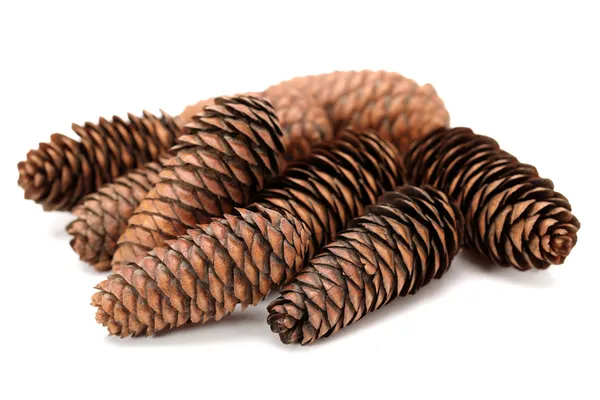 Pine cones — Stock Photo, Image