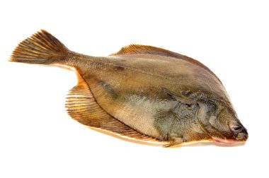 Turbot fish on white background clipart