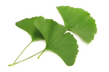 Ginkgo biloba taze yapraklar