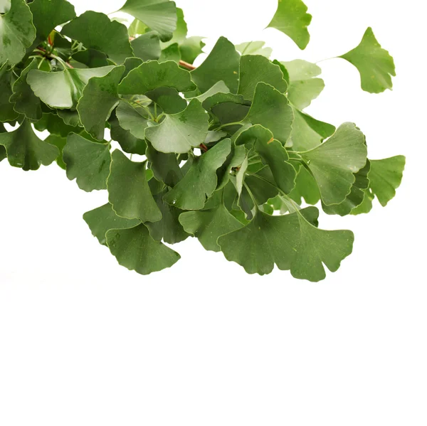 Ginkgo biloba taze yapraklar — Stok fotoğraf