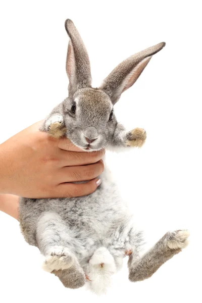 Grey rabbit on a white background — Stock Photo, Image