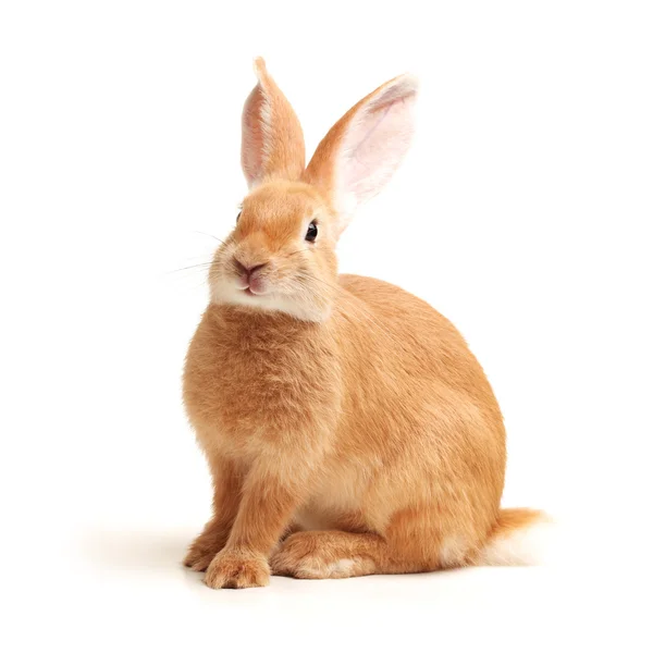 Beyaz arka planda turuncu rabbit bebek — Stok fotoğraf