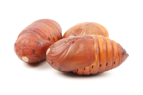 Chrysalis silkworm — Stock Photo, Image