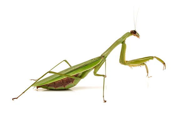 Mantis orante . — Foto de Stock