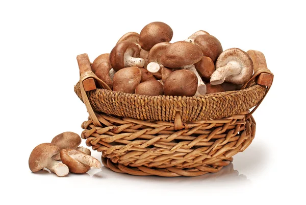 Shiitake mushroom on the White background — Stock Photo, Image