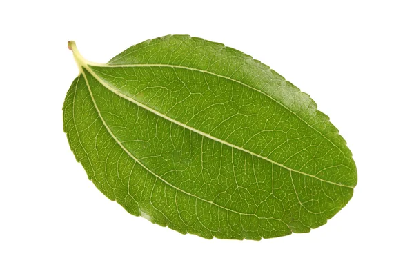 Jujube leaf — Stock Photo, Image