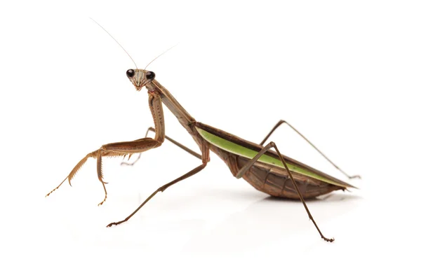 Afbeelding van een Europese mantis — Stockfoto