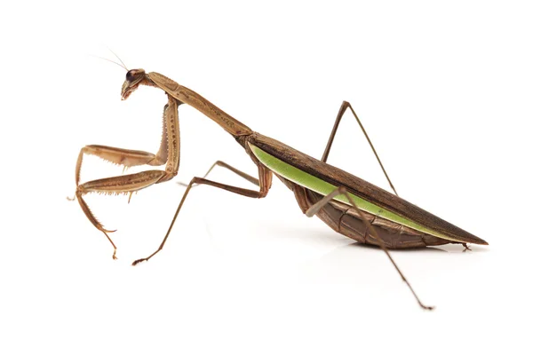 Imagen de una mantis europea — Foto de Stock