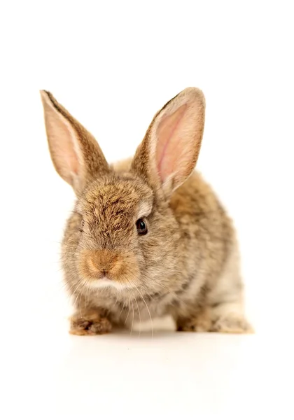 Orange rabbit — Stock Photo, Image