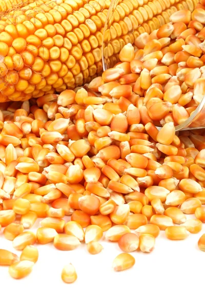 穀物トウモロコシのクローズ アップ — ストック写真