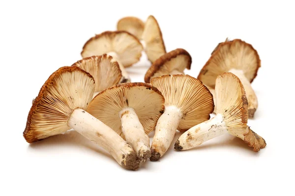 Edible mushrooms — Stock Photo, Image