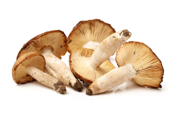 Edible mushrooms — Stock Photo, Image