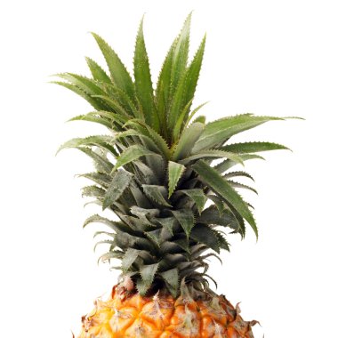 ananas üst