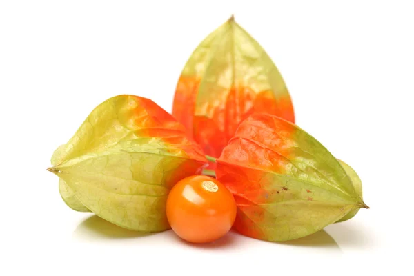 Physalis φρούτων — Φωτογραφία Αρχείου