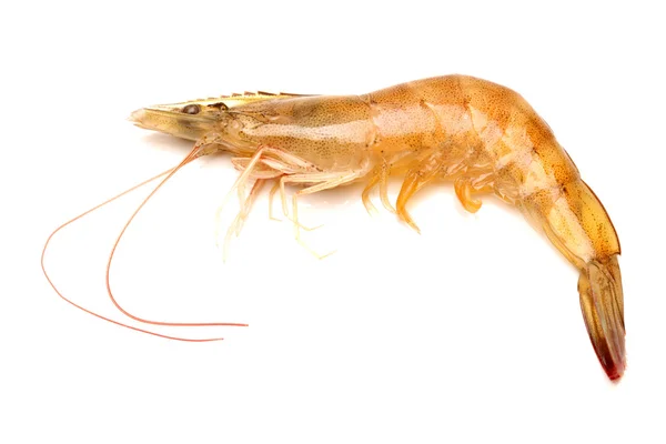 Fresh shrimp — Stock Photo, Image