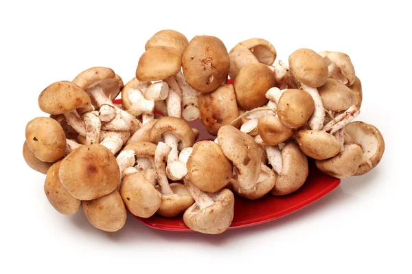 Champignon on white background — Stock Photo, Image