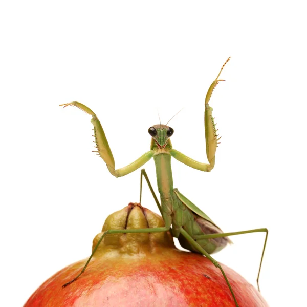 Zelený kudlanka nábožná na granátové jablko — Stock fotografie