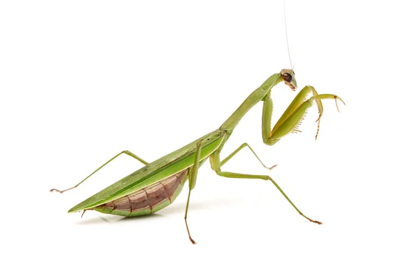 Mantis verde — Fotografia de Stock