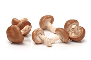 Shiitake mushroom clipart