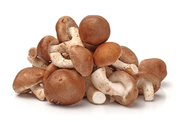 Fungo Shiitake — Foto Stock